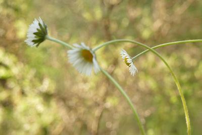 Close-up of white flowering plant