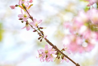 Close-up of cherry blossoms in spring