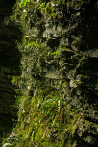 Low angle view of moss on rock