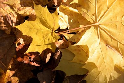 Close-up of dry leaves on plant during autumn