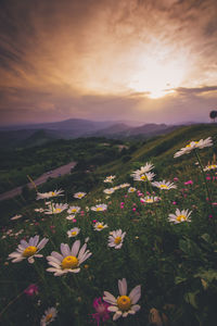 Scenic view of flowering plants against sky during sunset