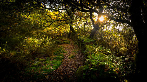 Trees growing in forest