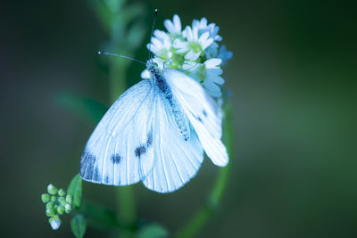 Close-up of butterfly pollinating on purple flower