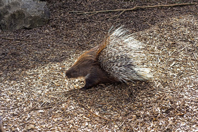 High angle view of lizard on field