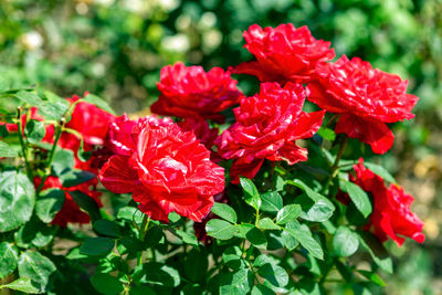 Close-up of red flowering plants