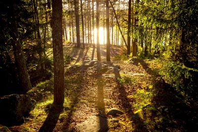 Trees in forest on sunny day