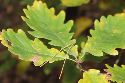 Close-up of plant