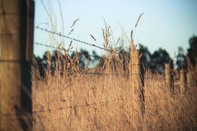 Close-up of fence on field