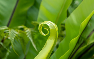 Close-up of curly young blade of green bird nest fern.