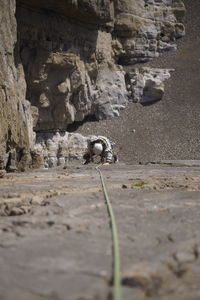 Close-up of crab on rock