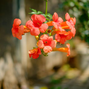 Close-up of red flowers