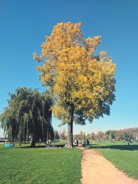 Trees on landscape against clear blue sky