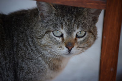 Close-up portrait of a cat