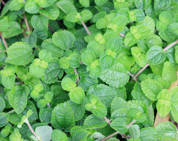 Mint leaves background.