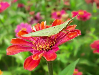 Close-up of insect on pink flower