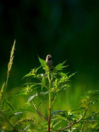 Close-up of bird perching on plant