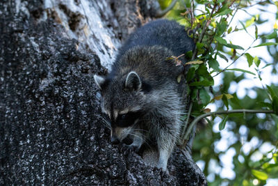 Young raccoon procyon lotor marinus forages for food in naples florida among the forest.