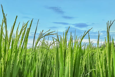 Close-up of crops growing on field against sky