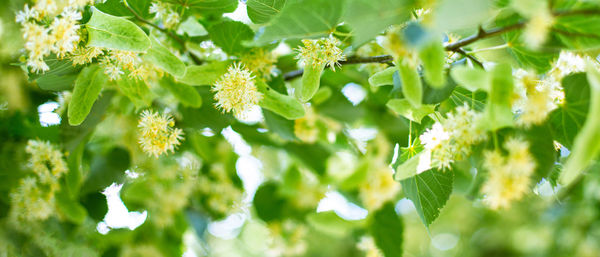 Spring banner background with closeup of linden tree flowers