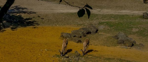 High angle view of horse on land