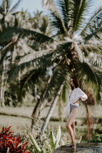 palm tree
