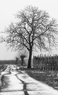 Bare tree against clear sky during winter