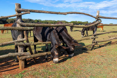 Donkeys in brijuni national park