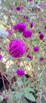 Close-up of purple flowering plants on field