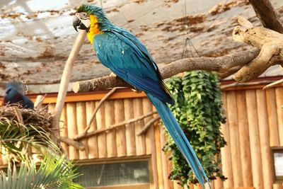 Bird perching on a tree