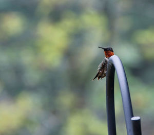 Hummingbird perching on arch shaped metal