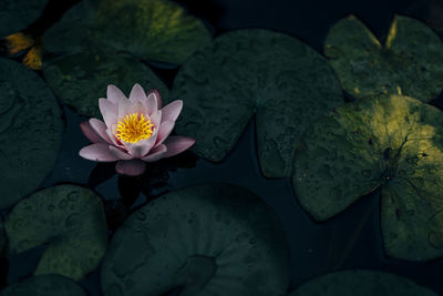 Beautiful water plants floating in the water like lotus in soft natural light.