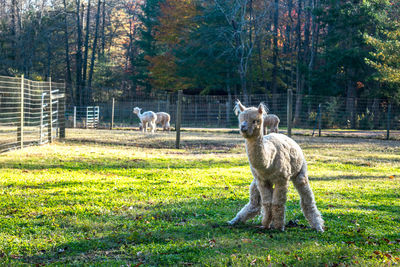 View of an alpaca on field pooping