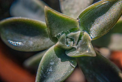 Close-up of succulent plant