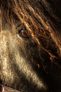 Extreme close-up of eye