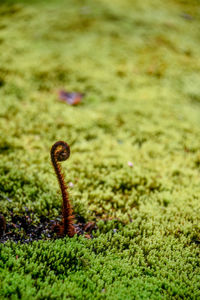 Close-up of lizard on grass