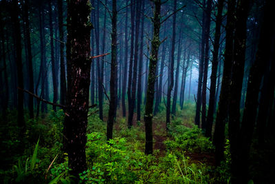 Trees in forest
