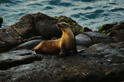 High angle view of sea lion on rocks at shore