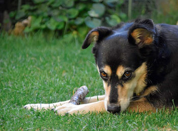 Portrait of dog relaxing on field