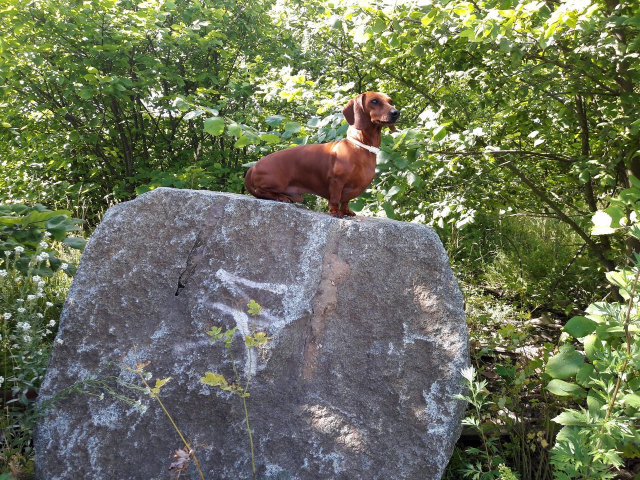 one animal, tree, animal themes, mammal, dog, day, no people, outdoors, domestic animals, low angle view, nature, pets