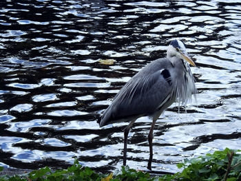 High angle view of gray heron perching on a lake