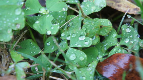 Close-up of water drops on leaf