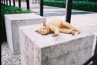 Cat lying on retaining wall