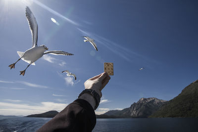 Cropped hand holding biscuit for seagulls against sky