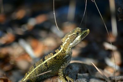 Close-up of lizard