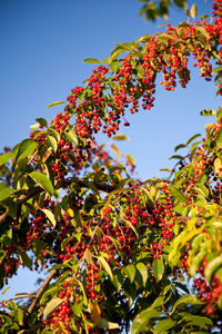 Low angle view of berries on tree against sky