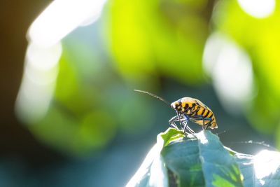 Close-up of insect on leaf