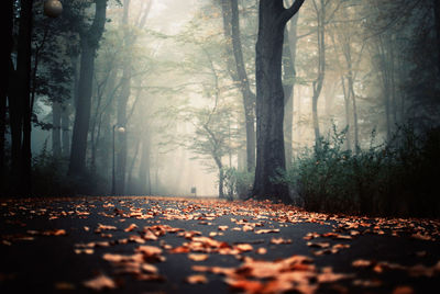 Surface level of autumn leaves in forest