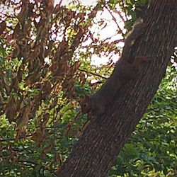 Low angle view of tree trunk