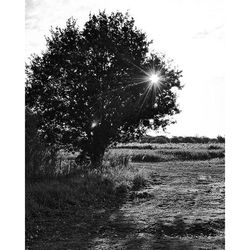 Sun shining through trees on field