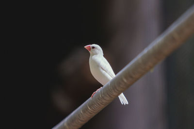 Close-up of bird perching outdoors